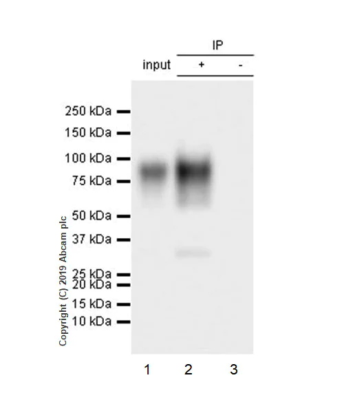 Immunoprecipitation - Anti-SIGIRR antibody [EPR22438-93] - BSA and Azide free (AB256314)