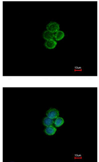 Immunocytochemistry/ Immunofluorescence - Anti-Siglec 7 antibody (AB111619)