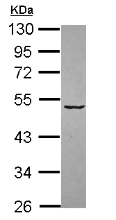 Western blot - Anti-Siglec 7 antibody (AB111619)