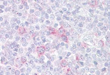 Immunohistochemistry (Formalin/PFA-fixed paraffin-embedded sections) - Anti-Siglec 7 antibody (AB133388)