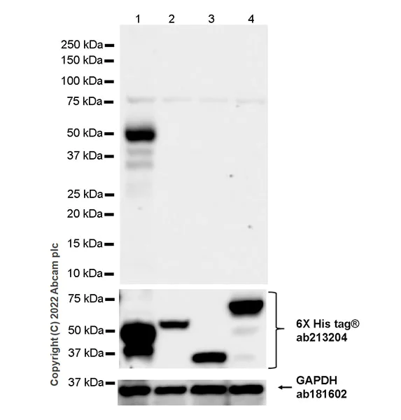 Western blot - Anti-Siglec 7 antibody [EPR26252-79] (AB307650)