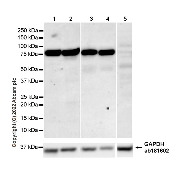 Western blot - Anti-Siglec 7 antibody [EPR26252-79] - BSA and Azide free (AB307651), expandable thumbnail