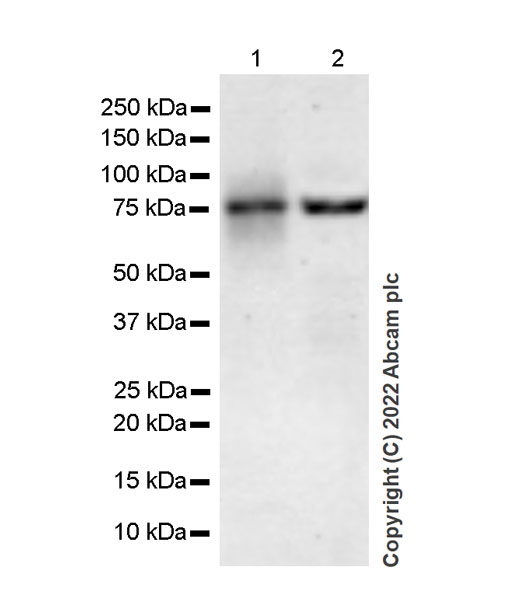 Western blot - Anti-Siglec 7 antibody [EPR26252-79] - BSA and Azide free (AB307651), expandable thumbnail