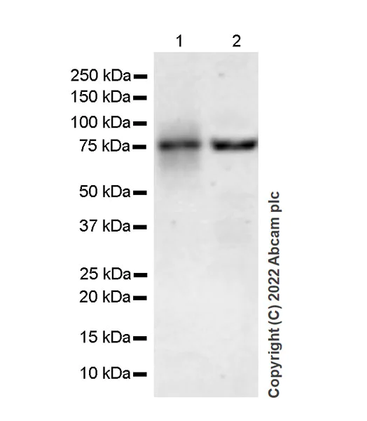 Western blot - Anti-Siglec 7 antibody [EPR26252-79] - BSA and Azide free (AB307651)