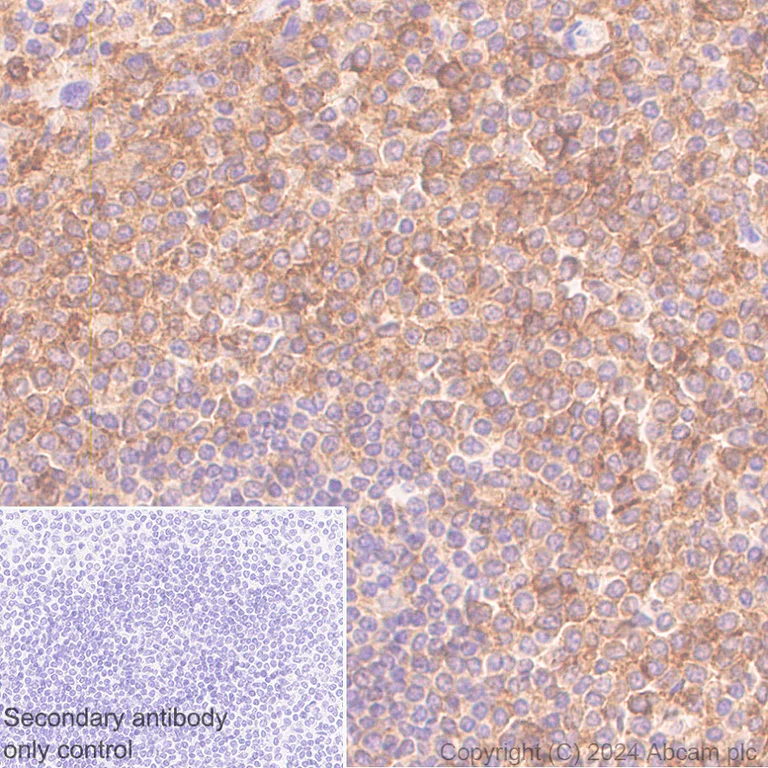 Immunohistochemistry (Formalin/PFA-fixed paraffin-embedded sections) - Anti-SIGLEC10 + SIGLEC11 antibody [EPR29036-83] (AB317448)