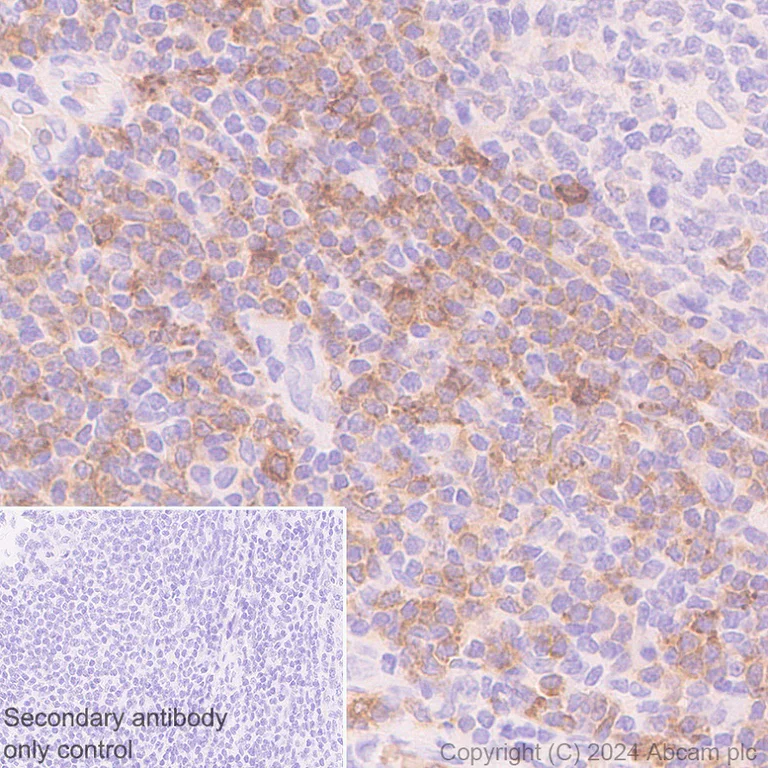Immunohistochemistry (Formalin/PFA-fixed paraffin-embedded sections) - Anti-SIGLEC10 + SIGLEC11 antibody [EPR29036-83] (AB317448)