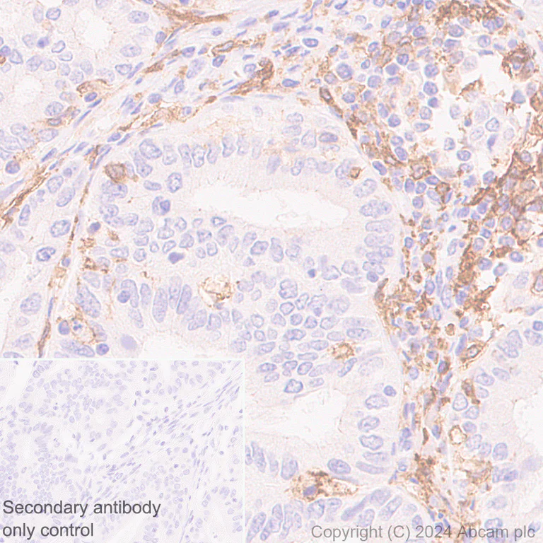 Immunohistochemistry (Formalin/PFA-fixed paraffin-embedded sections) - Anti-SIGLEC10 + SIGLEC11 antibody [EPR29036-83] (AB317448)