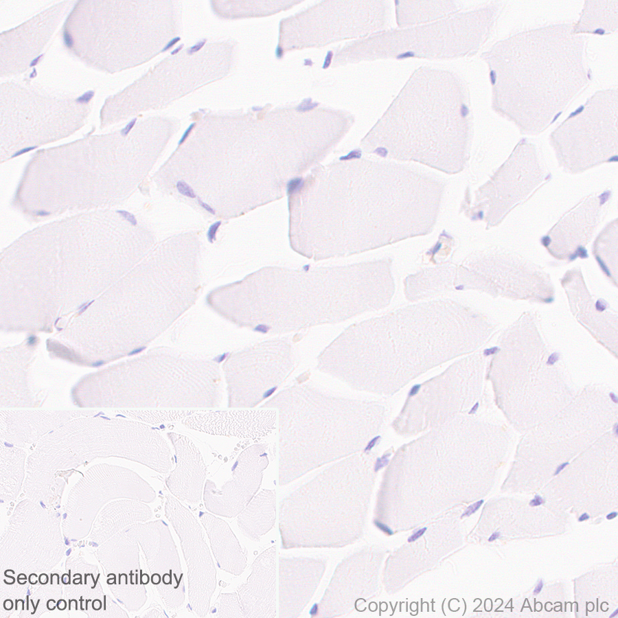 Immunohistochemistry (Formalin/PFA-fixed paraffin-embedded sections) - Anti-SIGLEC10 + SIGLEC11 antibody [EPR29036-83] - BSA and Azide free (AB317449)
