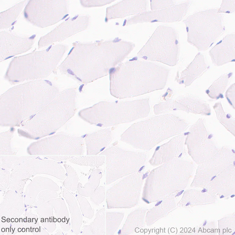 Immunohistochemistry (Formalin/PFA-fixed paraffin-embedded sections) - Anti-SIGLEC10 + SIGLEC11 antibody [EPR29036-83] - BSA and Azide free (AB317449)
