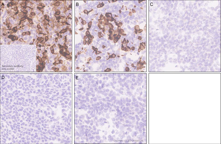 Immunohistochemistry (Formalin/PFA-fixed paraffin-embedded sections) - Anti-SIGLEC10 + SIGLEC11 antibody [EPR29036-83] - BSA and Azide free (AB317449)