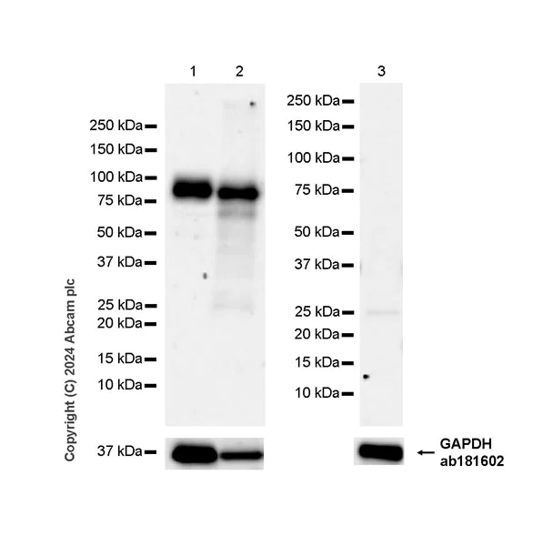 Western blot - Anti-SIGLEC10 + SIGLEC11 antibody [EPR29036-83] - BSA and Azide free (AB317449)