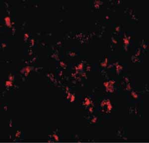 Immunocytochemistry/ Immunofluorescence - Anti-SIGLEC11 antibody (AB106390)
