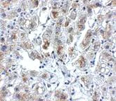 Immunohistochemistry (Formalin/PFA-fixed paraffin-embedded sections) - Anti-SIGLEC11 antibody (AB106390)