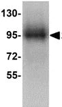 Western blot - Anti-SIGLEC11 antibody (AB106390)