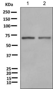 Western blot - Anti-SIGLEC11 antibody [EPR8506(2)] - BSA and Azide free (AB249295)