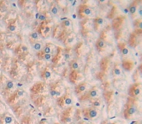 Immunohistochemistry (Formalin/PFA-fixed paraffin-embedded sections) - Anti-SIGLEC14 antibody (AB233299), expandable thumbnail