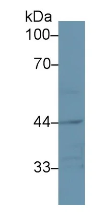 Western blot - Anti-SIGLEC14 antibody (AB233299)