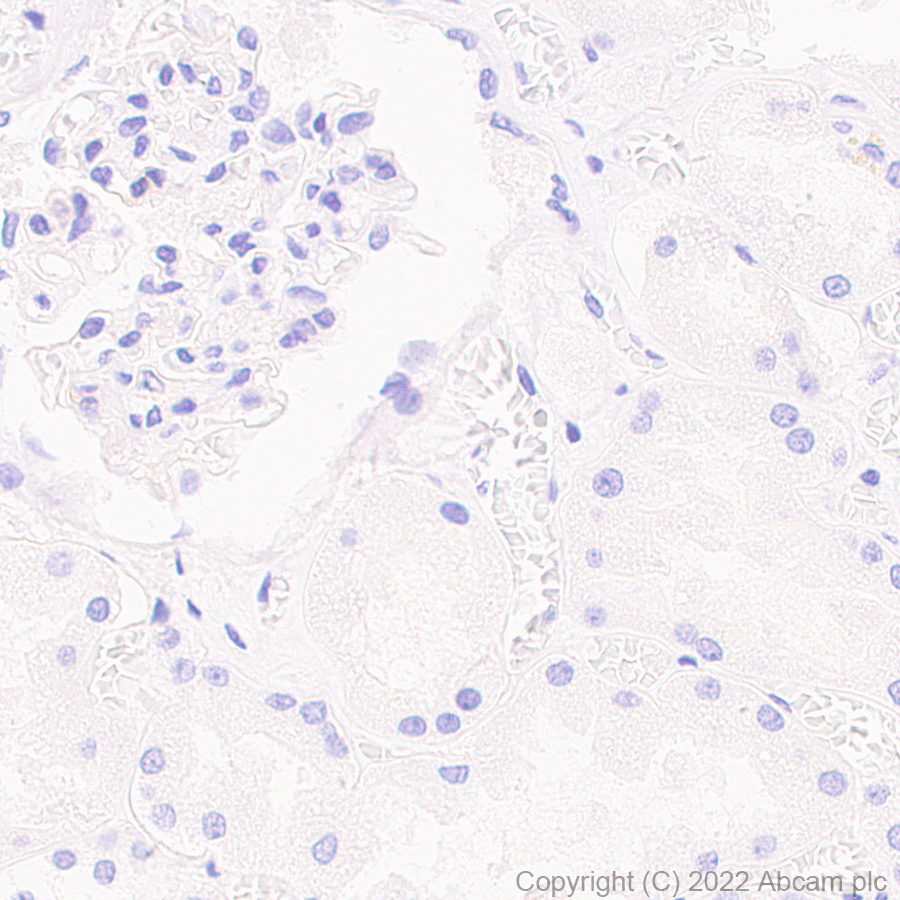 Immunohistochemistry (Formalin/PFA-fixed paraffin-embedded sections) - Anti-SIGLEC5 antibody [EPR26250-156] (AB307434), expandable thumbnail