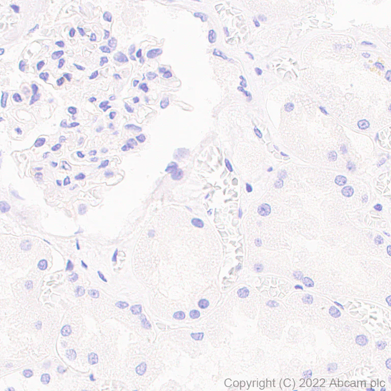 Immunohistochemistry (Formalin/PFA-fixed paraffin-embedded sections) - Anti-SIGLEC5 antibody [EPR26250-156] (AB307434)