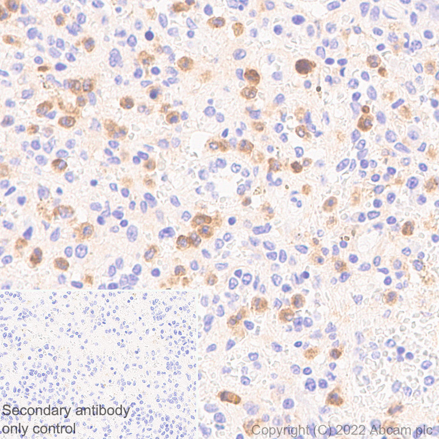 Immunohistochemistry (Formalin/PFA-fixed paraffin-embedded sections) - Anti-SIGLEC5 antibody [EPR26250-156] (AB307434), expandable thumbnail