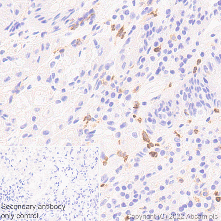 Immunohistochemistry (Formalin/PFA-fixed paraffin-embedded sections) - Anti-SIGLEC5 antibody [EPR26250-156] (AB307434), expandable thumbnail