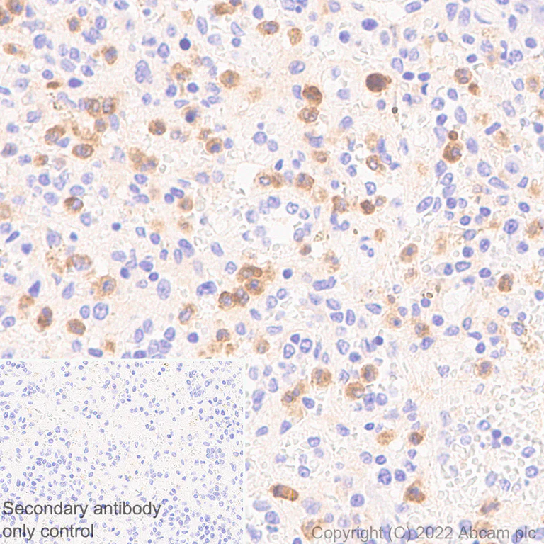 Immunohistochemistry (Formalin/PFA-fixed paraffin-embedded sections) - Anti-SIGLEC5 antibody [EPR26250-156] - BSA and Azide free (AB307435)