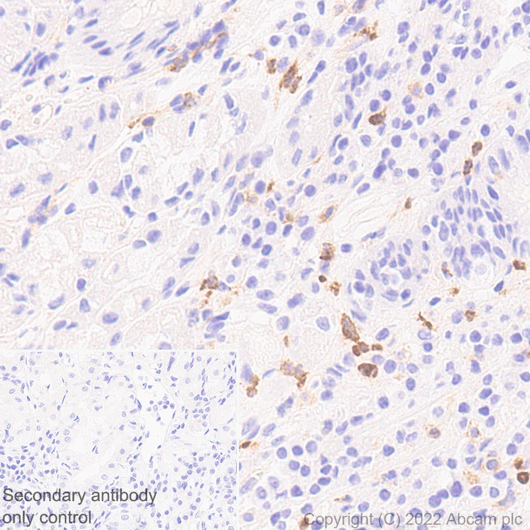 Immunohistochemistry (Formalin/PFA-fixed paraffin-embedded sections) - Anti-SIGLEC5 antibody [EPR26250-156] - BSA and Azide free (AB307435)