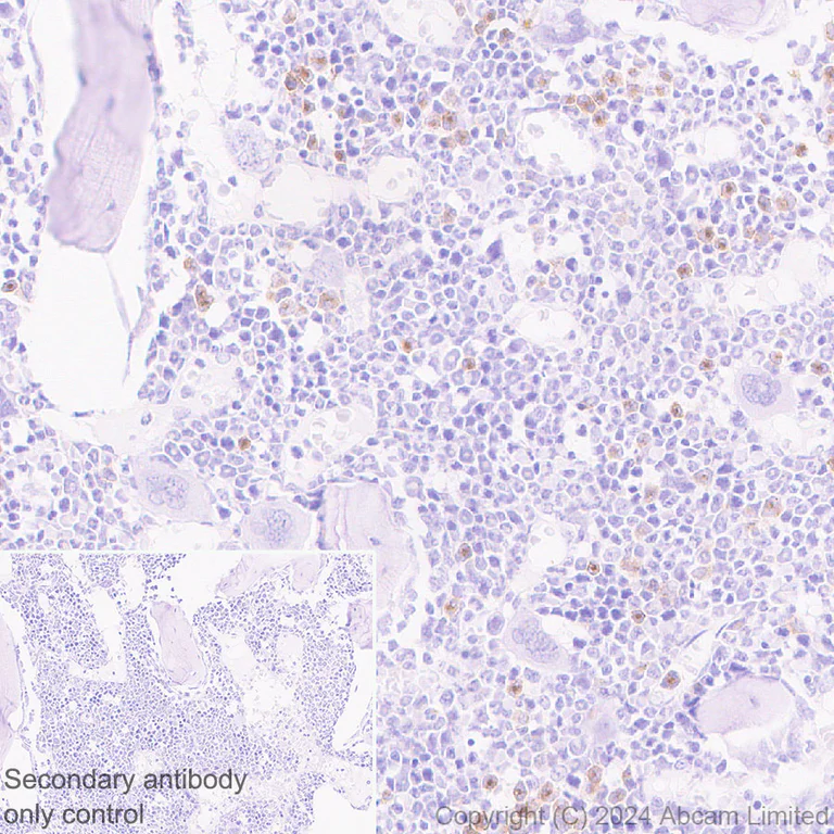 Immunohistochemistry (Formalin/PFA-fixed paraffin-embedded sections) - Anti-SIGLEC5 antibody [EPR29501-522] - BSA and Azide free (AB320089)
