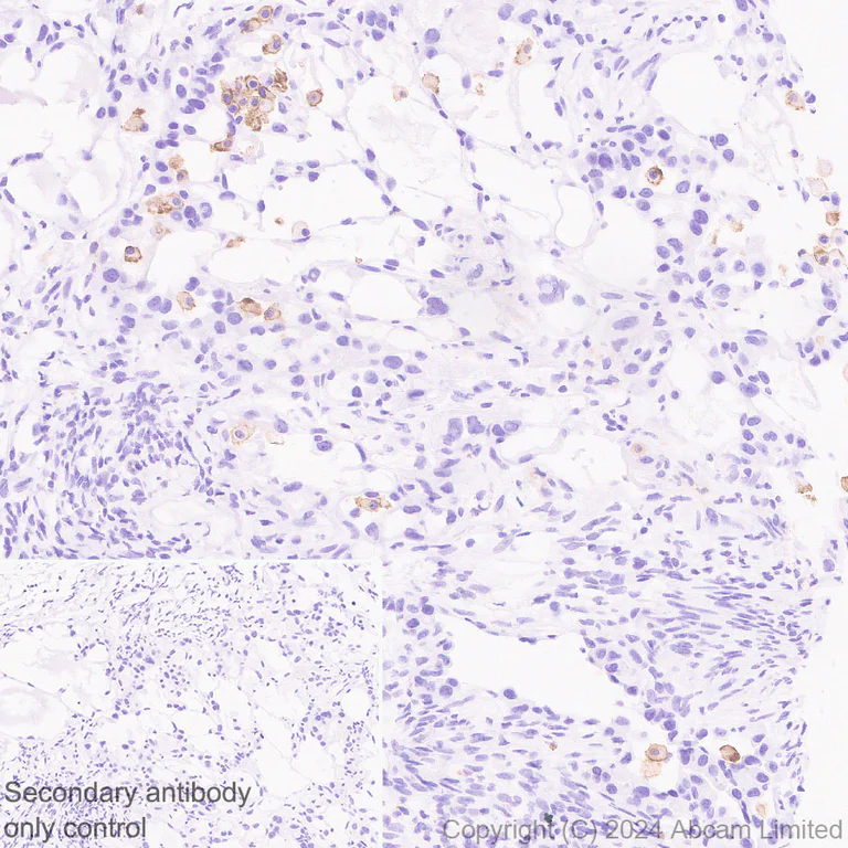 Immunohistochemistry (Formalin/PFA-fixed paraffin-embedded sections) - Anti-SIGLEC5 antibody [EPR29501-522] - BSA and Azide free (AB320089)