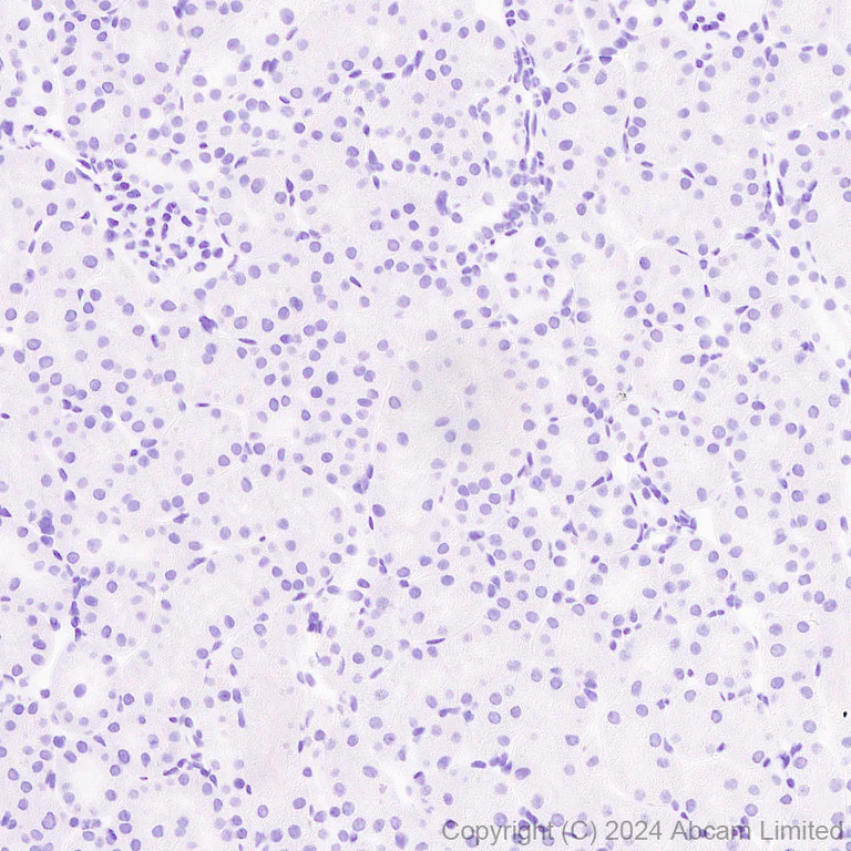 Immunohistochemistry (Formalin/PFA-fixed paraffin-embedded sections) - Anti-SIGLEC5 antibody [EPR29501-522] - BSA and Azide free (AB320089)