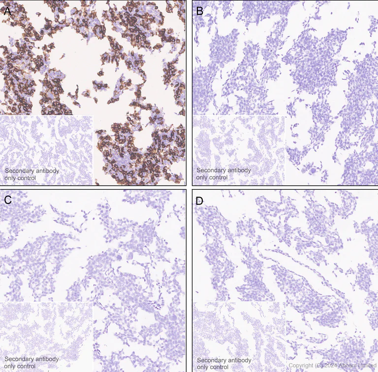 Immunohistochemistry (Formalin/PFA-fixed paraffin-embedded sections) - Anti-SIGLEC5 antibody [EPR29501-522] - BSA and Azide free (AB320089)