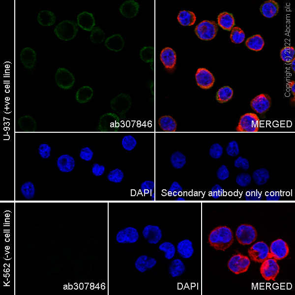 Immunocytochemistry/ Immunofluorescence - Anti-SIGLEC5 antibody [RM2001] (AB307846), expandable thumbnail