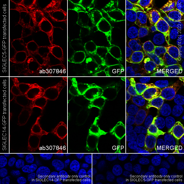 Immunocytochemistry/ Immunofluorescence - Anti-SIGLEC5 antibody [RM2001] (AB307846), expandable thumbnail