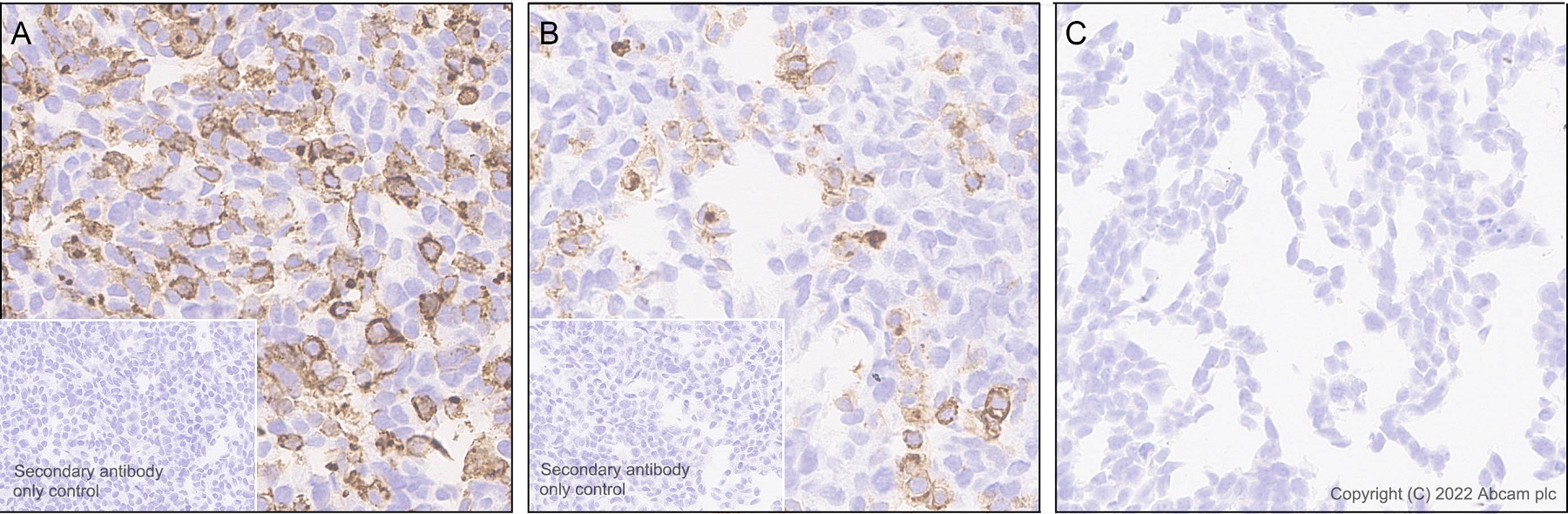 Immunohistochemistry (Formalin/PFA-fixed paraffin-embedded sections) - Anti-SIGLEC5 antibody [RM2001] (AB307846), expandable thumbnail