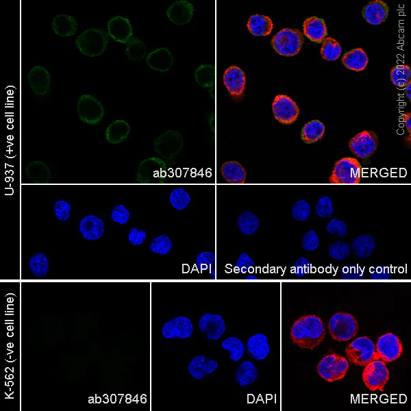 Immunocytochemistry/ Immunofluorescence - Anti-SIGLEC5 antibody [RM2001] - BSA and Azide free (AB307847)