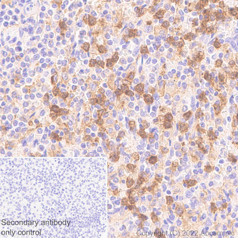 Immunohistochemistry (Formalin/PFA-fixed paraffin-embedded sections) - Anti-SIGLEC5 antibody [RM2001] - BSA and Azide free (AB307847)