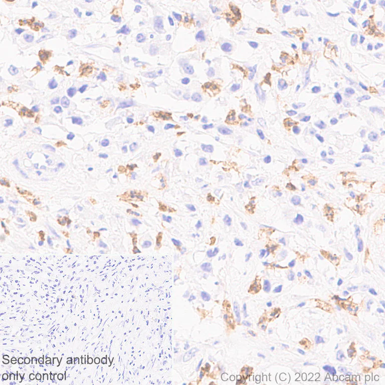 Immunohistochemistry (Formalin/PFA-fixed paraffin-embedded sections) - Anti-SIGLEC5 antibody [RM2001] - BSA and Azide free (AB307847)