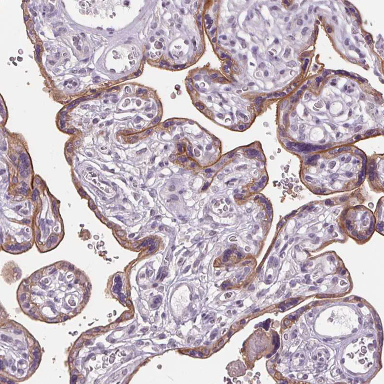 Immunohistochemistry (Formalin/PFA-fixed paraffin-embedded sections) - Anti-SIGLEC6 antibody (AB224406)