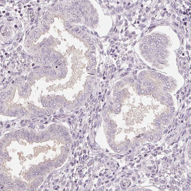 Immunohistochemistry (Formalin/PFA-fixed paraffin-embedded sections) - Anti-SIGLEC6 antibody (AB224406)