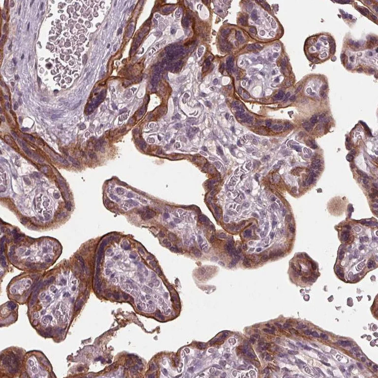 Immunohistochemistry (Formalin/PFA-fixed paraffin-embedded sections) - Anti-SIGLEC6 antibody (AB262851)
