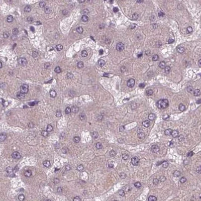 Immunohistochemistry (Formalin/PFA-fixed paraffin-embedded sections) - Anti-SIGLEC6 antibody (AB262851)