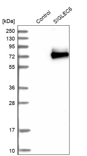 Western blot - Anti-SIGLEC6 antibody (AB262851)