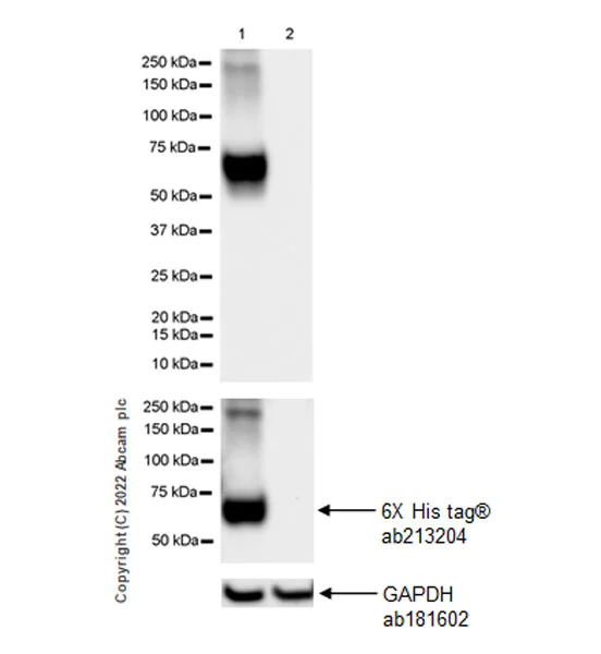 Western blot - Anti-SIGLEC8 antibody [EPR24419-56] (AB305297)