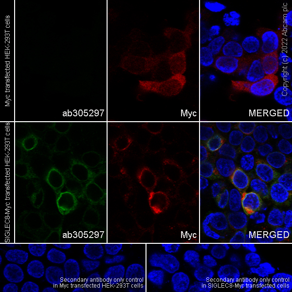 Immunocytochemistry/ Immunofluorescence - Anti-SIGLEC8 antibody [EPR24419-56] - BSA and Azide free (AB305298), expandable thumbnail