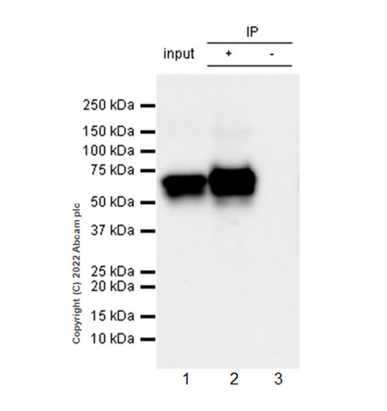 Immunoprecipitation - Anti-SIGLEC8 antibody [EPR24419-56] - BSA and Azide free (AB305298), expandable thumbnail