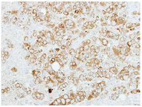 Immunohistochemistry (Formalin/PFA-fixed paraffin-embedded sections) - Anti-Sigma1-receptor antibody (AB151288), expandable thumbnail