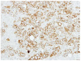 Immunohistochemistry (Formalin/PFA-fixed paraffin-embedded sections) - Anti-Sigma1-receptor antibody (AB151288)