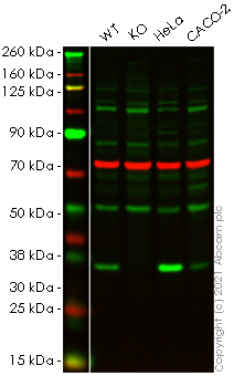 Western blot - Anti-Sigma1-receptor antibody (AB151288), expandable thumbnail