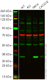 Western blot - Anti-Sigma1-receptor antibody (AB151288)