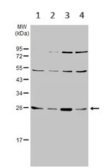 Western blot - Anti-Sigma1-receptor antibody (AB151288)